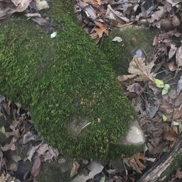 Meet your Posher, Sam - Picture 1 of 1